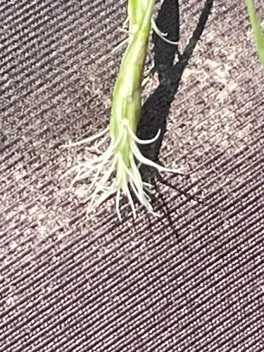 Canby's Bulrush
