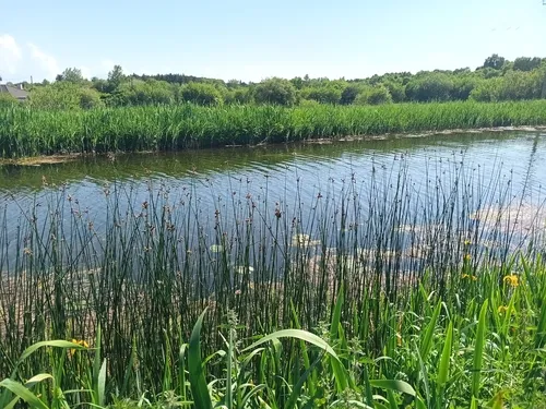 Lakeshore Bulrush — photo by considerthelilies