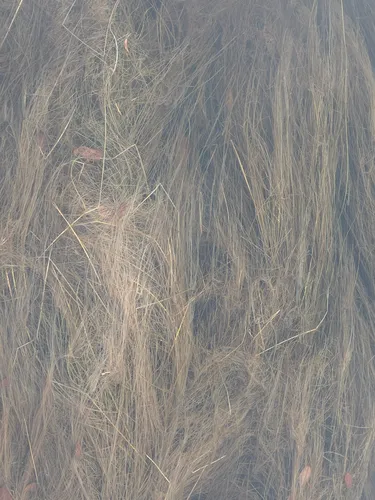 Swaying Bulrush — photo by Dawn Sherman