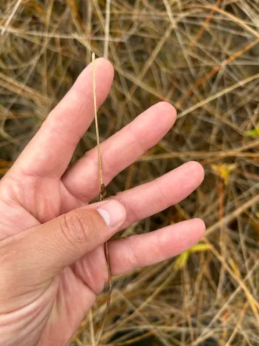 Torrey's Bulrush — photo by jsalvas