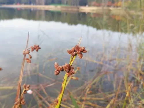 Streambank Bulrush — photo by konstantin_m