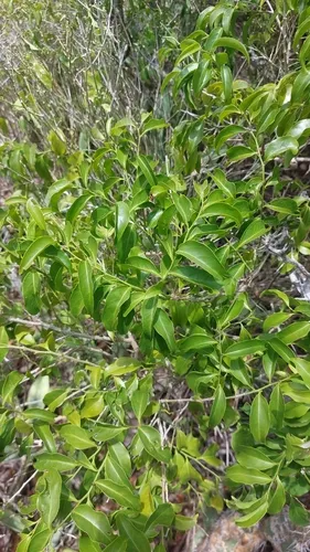 Gulf Graytwig