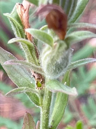 Chaffseed — photo by picbor