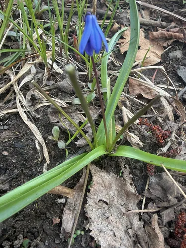 Siberian Squill — photo by Rob Foster