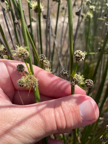 Roundhead Bulrush — photo by Chase Mathey