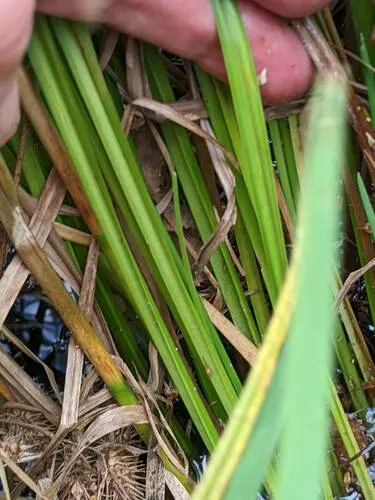 Barbedbristle Bulrush
