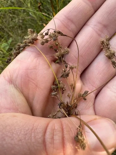 Blackgirdle Bulrush