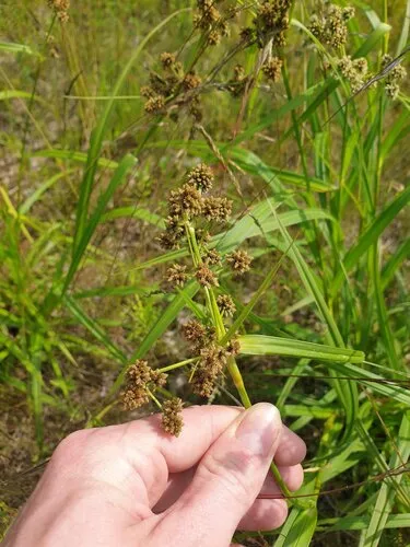 Green Bulrush — photo by Étienne Lacroix-Carignan