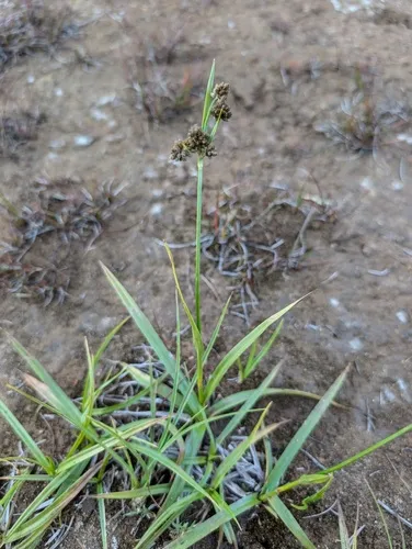 Congdon's Bulrush