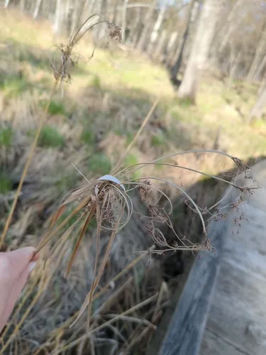 Woolgrass — photo by abbigail_schell