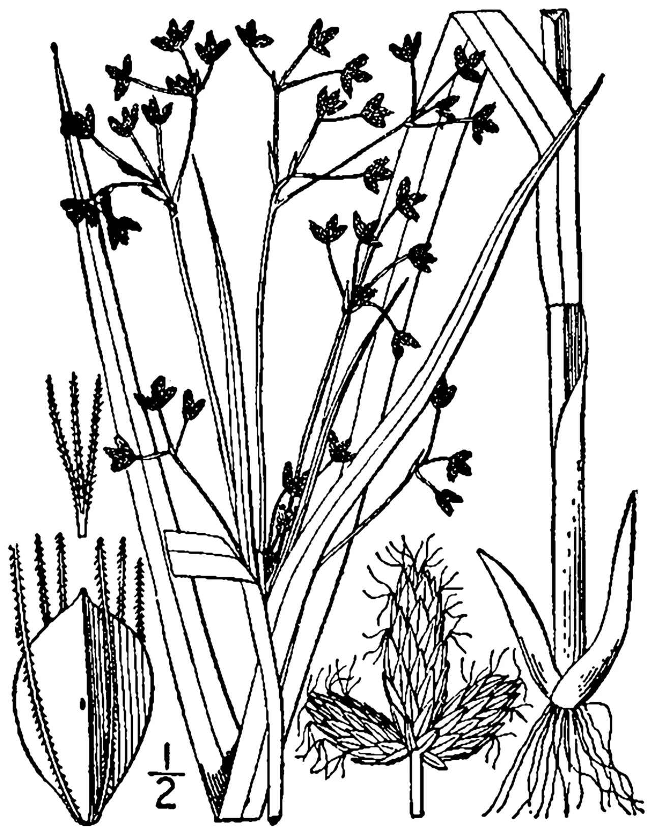 Woodland Bulrush — photo by Britton, N.L., and A. Brown. 1913. An illustrated flora of the northern Unite…