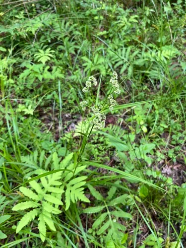 Georgia Bulrush