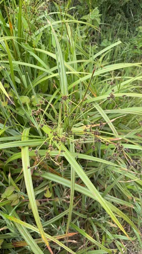 Panicled Bulrush — photo by kdcs