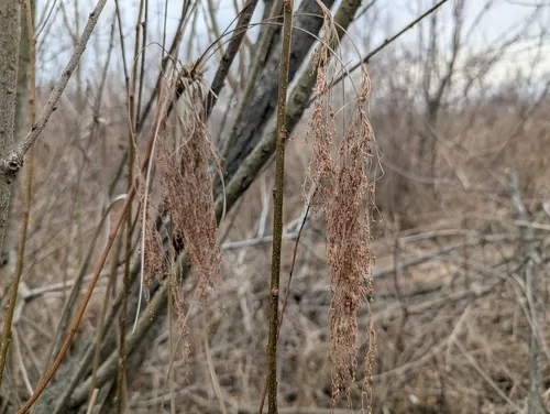 Stalked Bulrush — photo by Ryan Sorrells