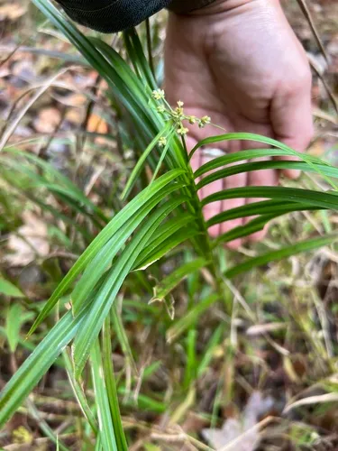 Leafy Bulrush — photo by jendeleeuw