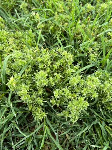 German Knotgrass — photo by ariannabeck23