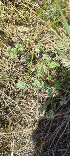 Perennial Knawel