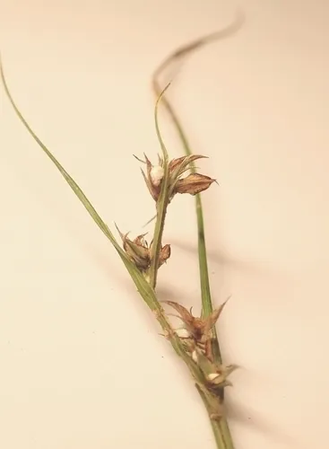 Slender Nutrush — photo by Kate