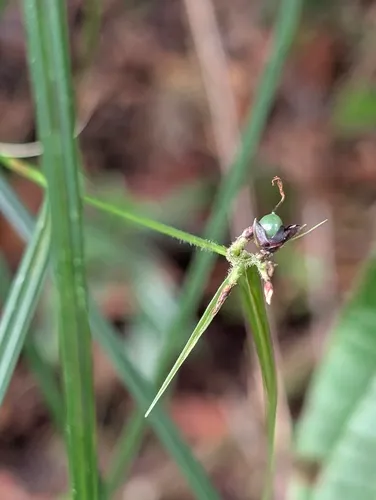 Razor Grass — photo by luzluz