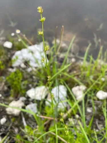 Low Nutrush — photo by Ryan