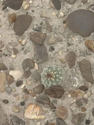 Pariette Cactus