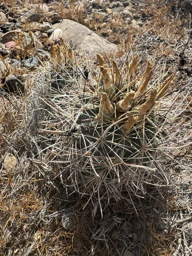 Colorado Hookless Cactus