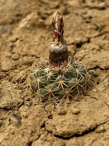 Mesa Verde Fishhook Cactus