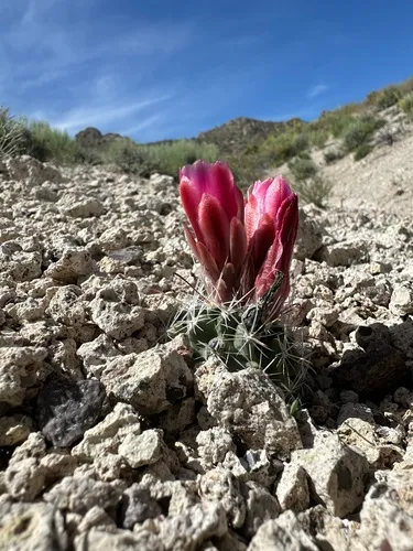 Nye County Fishhook Cactus