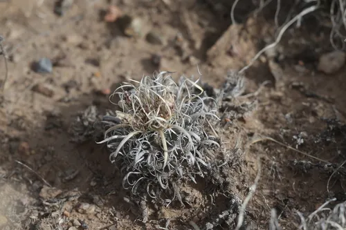 Paperspine Fishhook Cactus