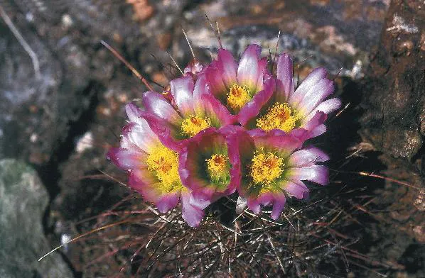 Smallflower Fishhook Cactus (subsp. havasupaiensis) — photo by Rebou at German Wikipedia ( Original text: Rebou )