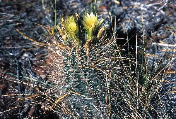 Longspine Fishhook Cactus (subsp. terrae-canyonae) — photo by Rebou at German Wikipedia ( Original text: Rebou )