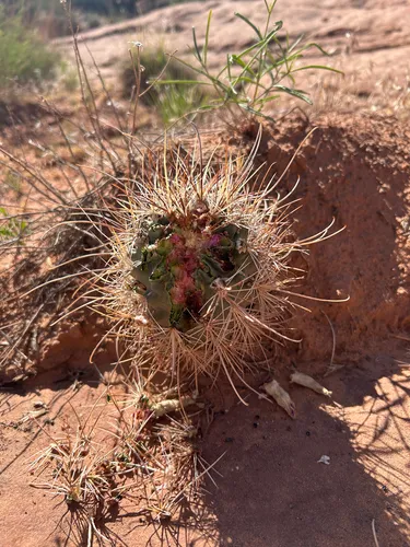 Smallflower Fishhook Cactus (subsp. parviflorus) — photo by cariography
