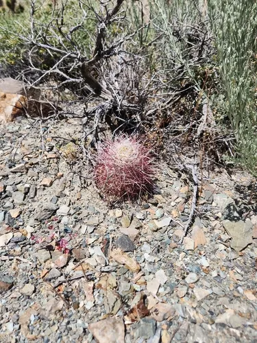 Redspined Fishhook Cactus — photo by Lese Majeste