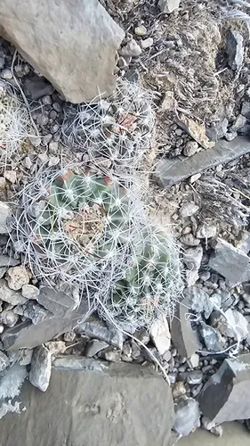 Great Basin Fishhook Cactus