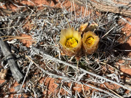 Siler Fishhook Cactus — photo by Grigory Heaton