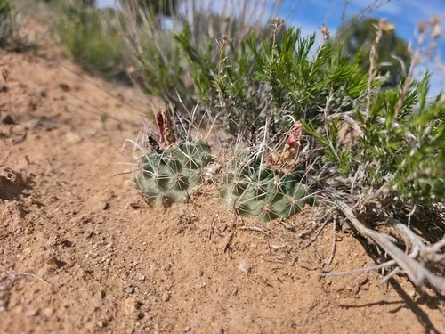 Desert Valley Fishhook Cactus