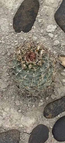Uinta Basin Hookless Cactus — photo by halsearle