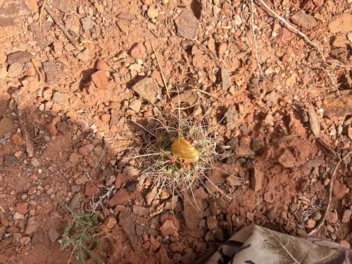 Whipple's Fishhook Cactus — photo by Ashley Couchis
