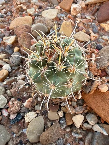 Wright's Fishhook Cactus — photo by jfife7