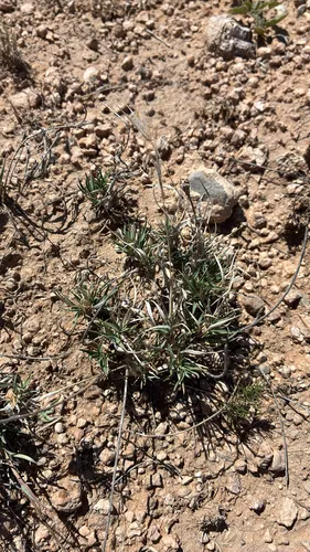 Burrograss — photo by laceygunther