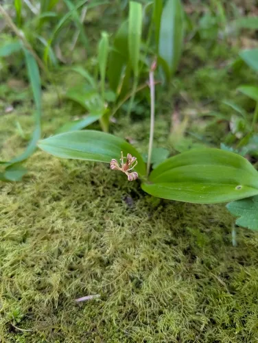 Oregon Fetid Adderstongue — photo by blip3