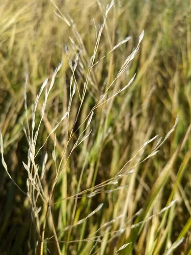 Common Rivergrass — photo by Harvey Yuen