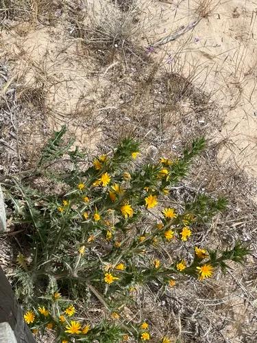 Common Goldenthistle