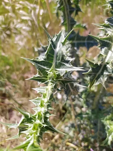 Spotted Goldenthistle — photo by Rachid Meddour