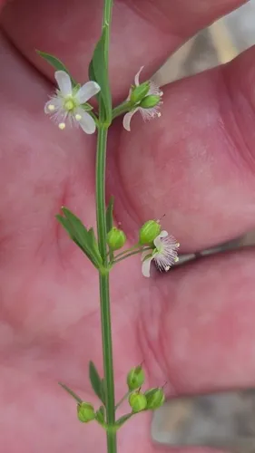 Licorice Weed