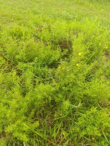 Broomwort