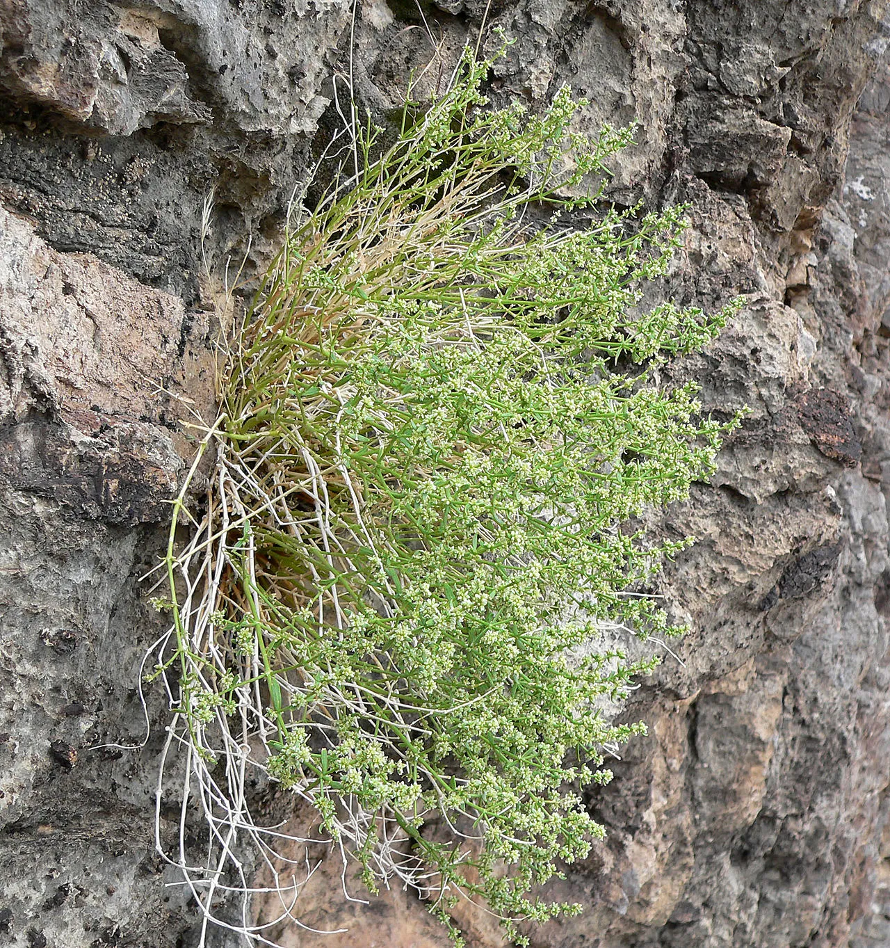 Rixford's Rockwort — photo by Stan Shebs