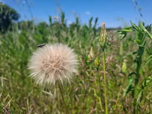 Cutleaf Vipergrass