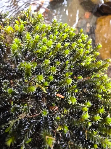 Blackmat Splashzone Moss — photo by Paul Norwood