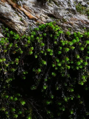 Marginate Splashzone Moss — photo by John Kelly